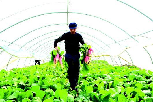 甘谷县磐安镇五坪设施菜基地 万亩蔬菜迎来丰收季，科技助农提质增效