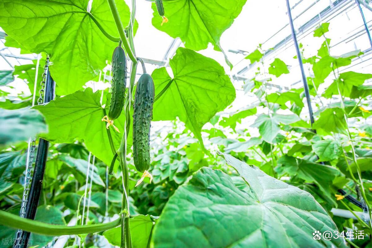 8月蔬菜种植小贴士 哪些不能连作，哪些不能相邻种？