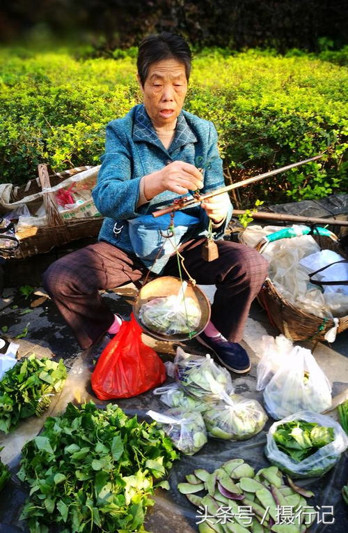 野生蔬菜 餐桌上的天然药膳与健康密码