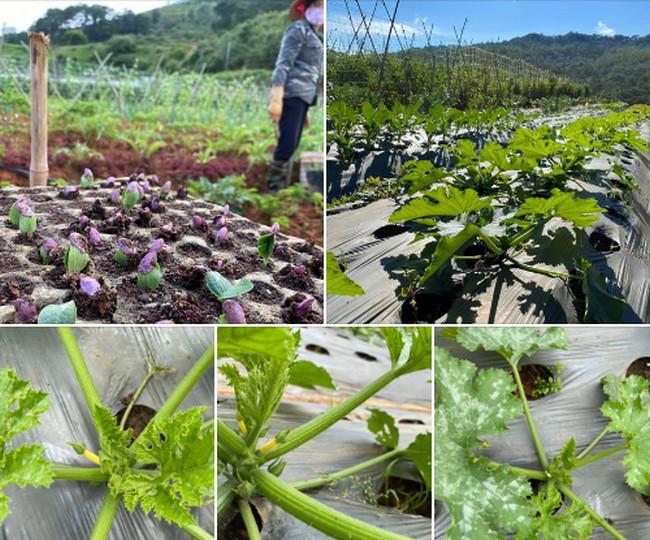 90后农场主的绿色梦想 1000平方米的蔬菜王国
