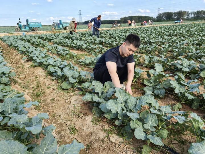 新农人“弄潮”乡村 响水西蓝花卖向全球