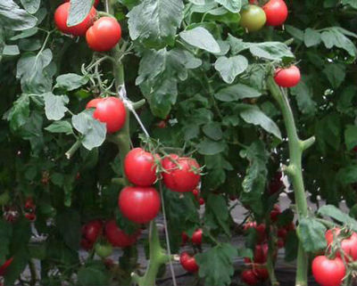 绿色田野中的金色机遇 浅析农村有机蔬菜种植的发展前景与路径