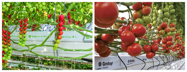 荷兰模式岩棉栽培技术 现代蔬菜种植的高效革新