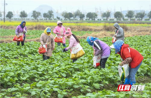 道县蔬菜种植忙，绿色通道保供大湾区