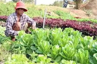 技术革新 破解柬埔寨蔬菜种植的供需难题